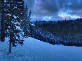 Czy licencjat to stopień naukowy?