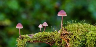 Jakie są rodzaje serwerów?