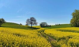 Jakie wymiary ma banner?