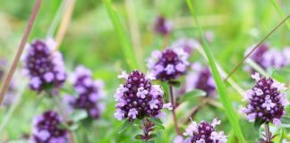 Jak dostać 100 zł za darmo?