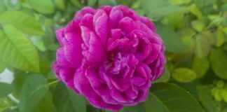 Czy ZUS może mieć dostęp do konta bankowego?